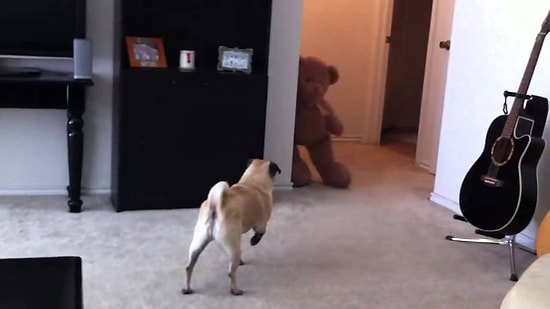 Köpeğin Oyuncak Ayıyla İmtihanı