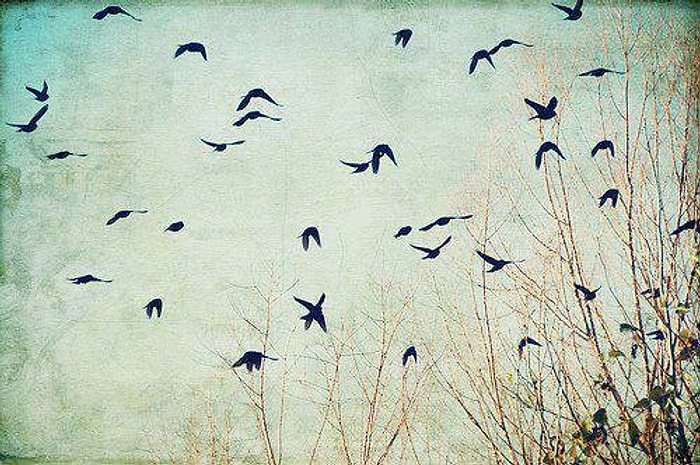 Kuşlardan İlham Alan 22 Şiir Dizesi