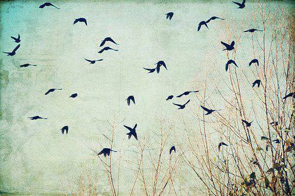 Kuşlardan İlham Alan 22 Şiir Dizesi