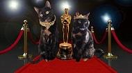 Hırsız Hayvanlar Oscar Ödülleri Kazananı 25 Hayvan