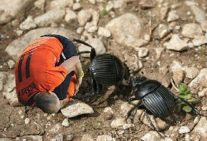 Sosyal Medyada Paylaşılan 16 Robben Geyiği