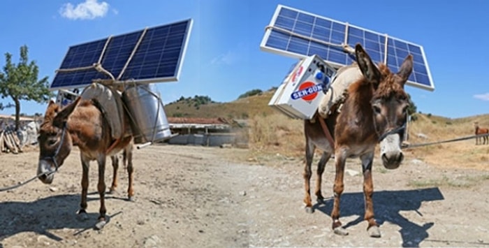 Eşek Sırtında Güneş Enerjisinden Yararlanıyorlar