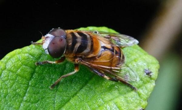 1. Yazın artan sinek ve arıları bulunduğunuz ortamdan kovmak için, fincanın içine kuru kahve koyup, yakın. Bu onları uzun süre uzak tutacaktır.