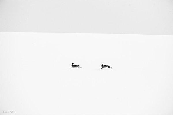 42. 'Kış Tavşanları'  David Tipling