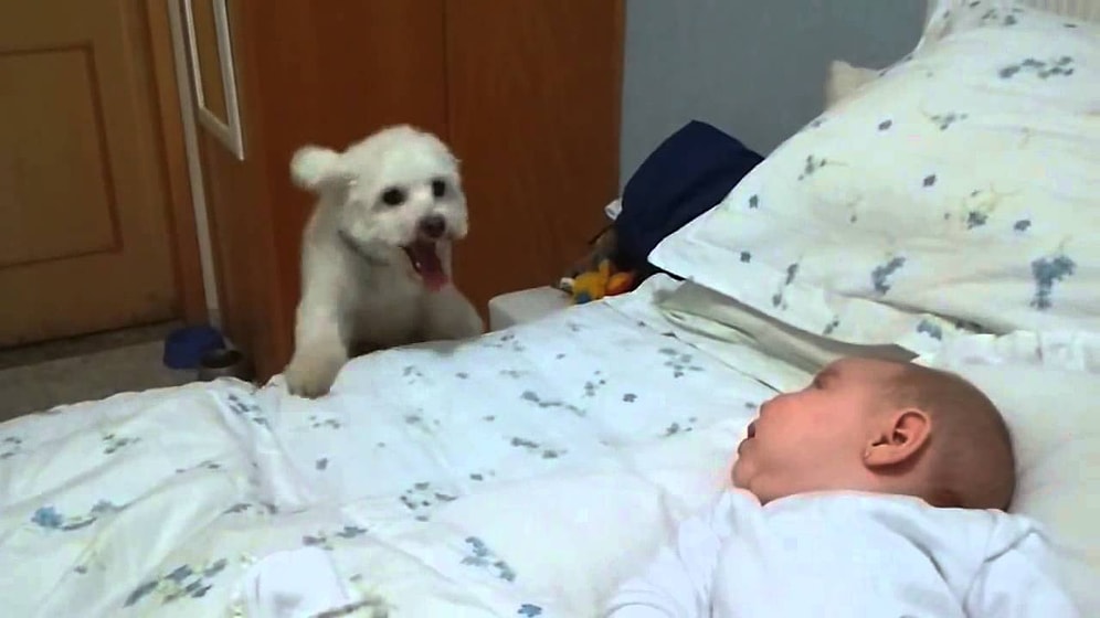 Bebeği Görmek İçin Kendini Paralayan Köpek