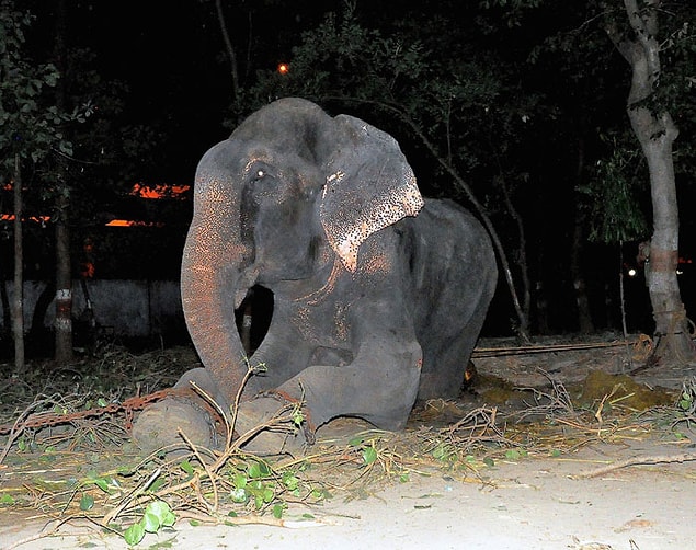 1. Raju turistleri ve gelen misafirleri 50 yıldır karşılıyor ve onlar da Raju'ya para bırakıyordu.Raju kurtarıldıktan sonra gözyaşlarını tutamadı