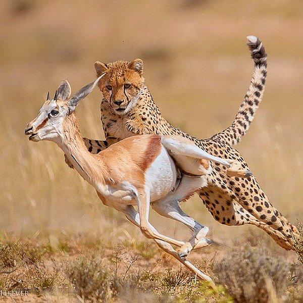 10. Canını kurtarmaya çalışan impala