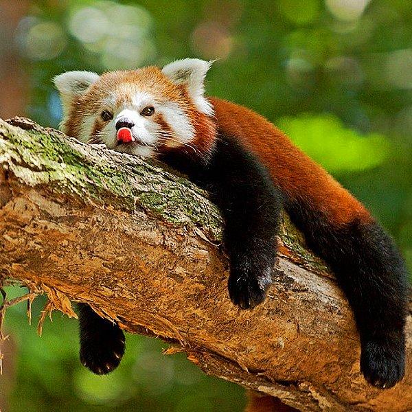 19. Yorgunluktan bitap düşmüş kızıl panda