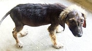 Sokak Köpeklerinin Kurtarılmadan Önceki ve Sonraki Hallerini Gösteren 25 Fotoğraf