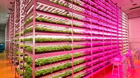 LED Çiftlikte Günde 10 Bin Marul