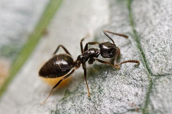 2. Kokulu Ev Karıncası - Şekerli kırıntıları toplayan canlılar
