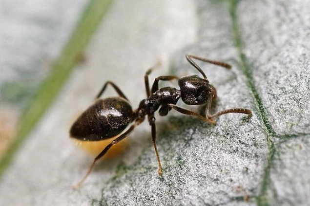 Kokulu Ev Karıncası - Şekerli kırıntıları toplayan canlılar