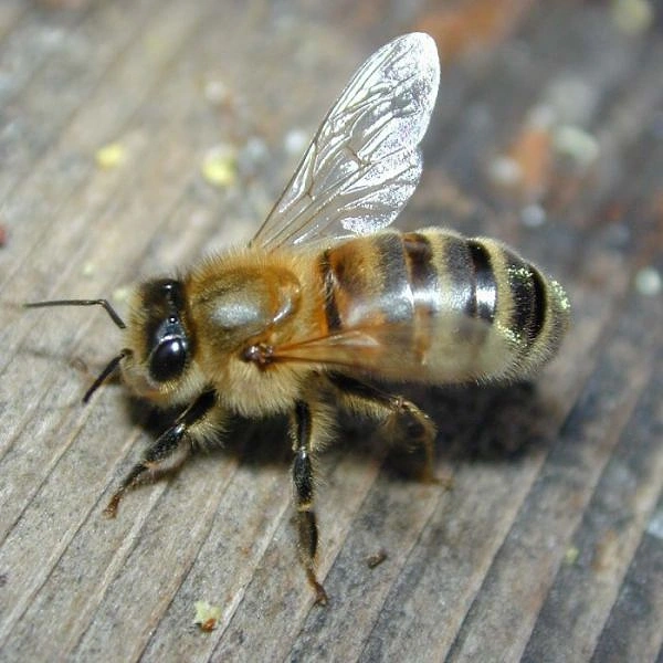 Arı - Genellikle rahatsız edici ses çıkarırlar ama bulaşırsanız sizi sokabilirler