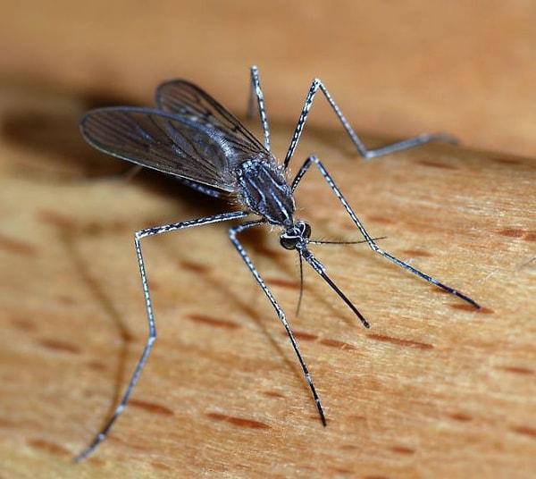 12. Sivri Sinek - Çok tehlikeli olan Batı Nil Virüsünü taşıyor olabilir