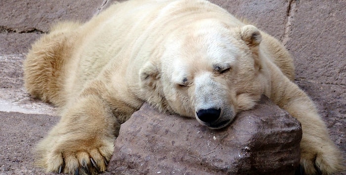 Dünyanın En Mutsuz Ayısı: Arturo