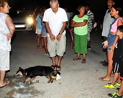 18 Köpek Zehirlendi, Tatilci Eylem Yaptı