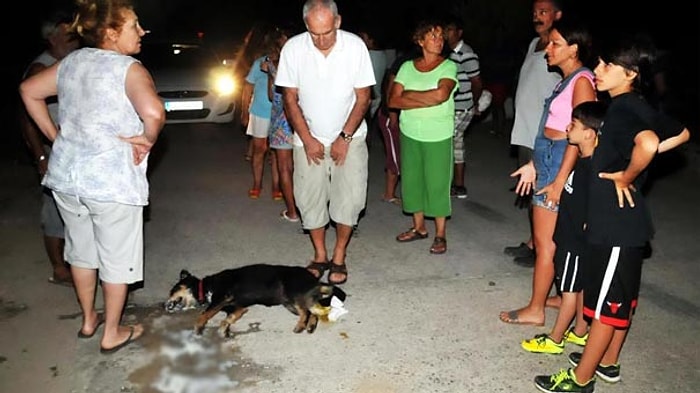 18 Köpek Zehirlendi, Tatilci Eylem Yaptı