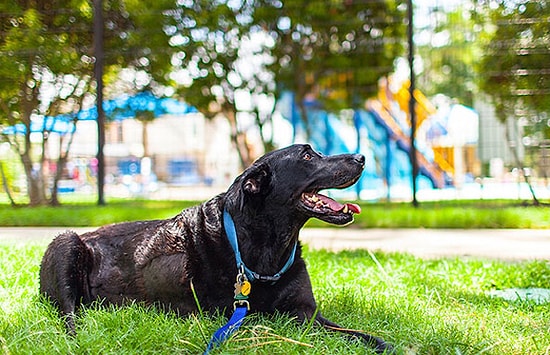 Bir Köpeğin Uyutulmadan Önceki "Mükemmel" Günü