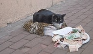 Para Kazanmak İçin Kötü Yolu Seçmiş 25 Kedi
