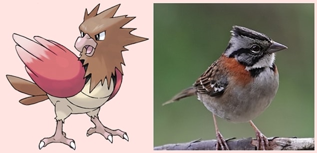 10. Spearow - Sparrow