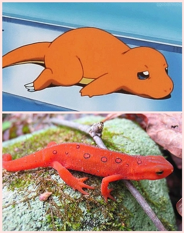 24. Charmander - Salamander