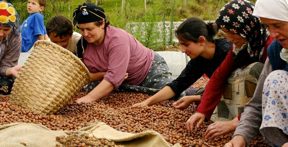 Fındık Üretiminin Geçen Yıla Göre Yüzde 25 Azalması Bekleniyor