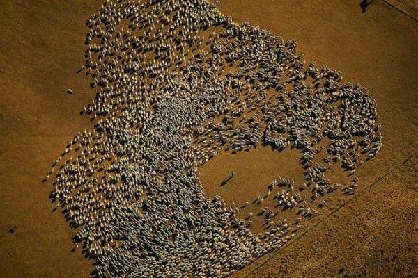 6. Koyun sürüsü, Tierra del Fuego, Argentina.