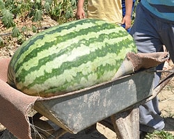 Bu Karpuz Tam 58 Kg!