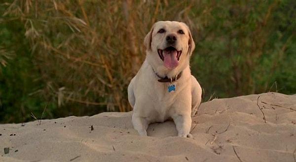 21. Meşhur köpek Vincent aslında dişi bir köpekmiş adı da Madison'muş.