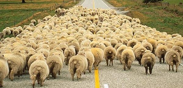 2. Yola çıkan bir koyun/inek sürüsü olmazsa olmazımızdır.