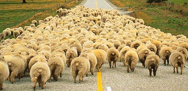 2. Yola çıkan bir koyun/inek sürüsü olmazsa olmazımızdır.