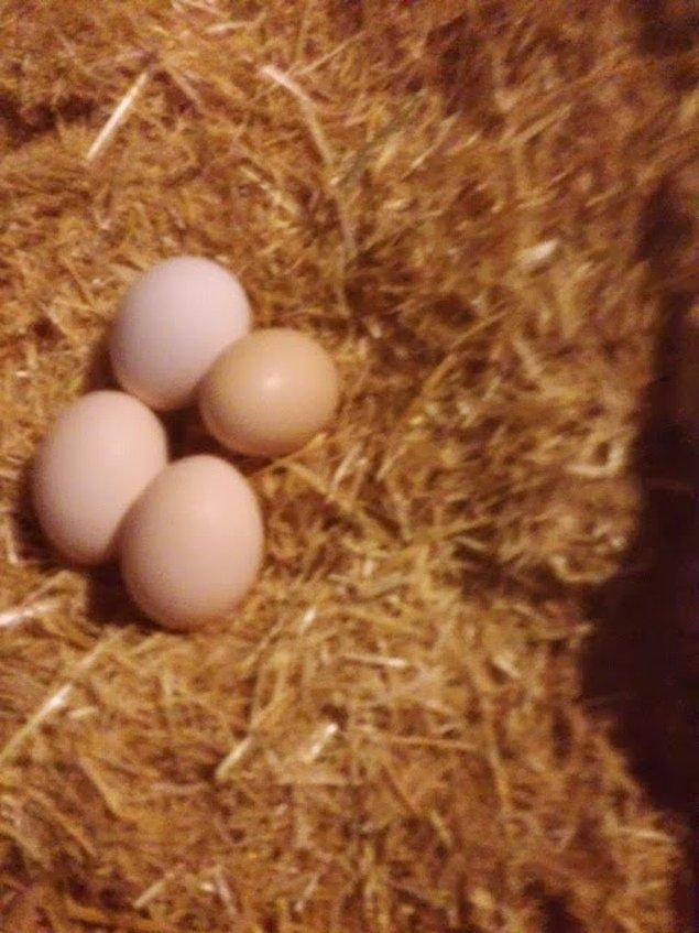 20. Yeni çıkan yumurtaları toplamak sizin görevinizdir ve hiçbir çocuk buna hayır diyemez.