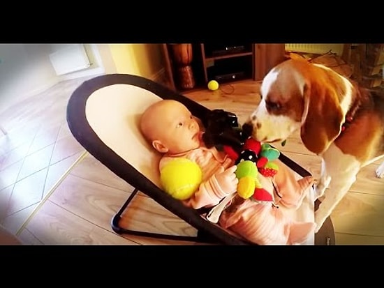 Ağlattığı Bebeğin Gönlünü Almaya Çalışan Köpeğin Sevimli Videosu