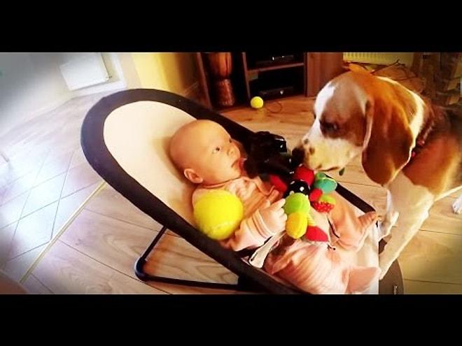 Ağlattığı Bebeğin Gönlünü Almaya Çalışan Köpeğin Sevimli Videosu