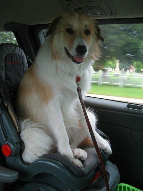 11. Bu yolculuğun navigasyonu köpek.