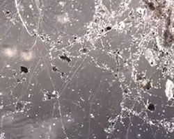 Elektrik Yiyen Bakteri Türleri Keşfedildi