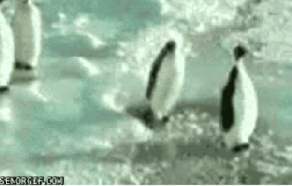 23. Penguenler süper değil mi?