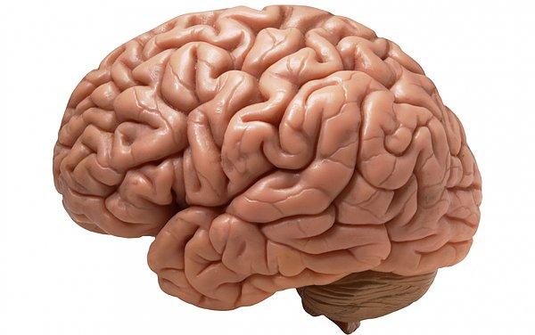 4. Beyin kalori ve oksijen alımı için beynin %20'sini kullanır