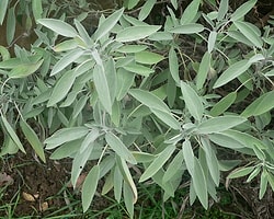 Doğal Antibiyotikler