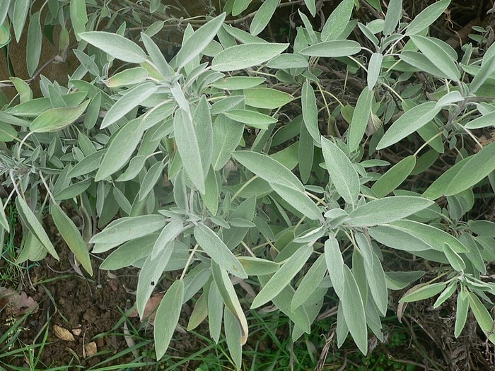 Doğal Antibiyotikler
