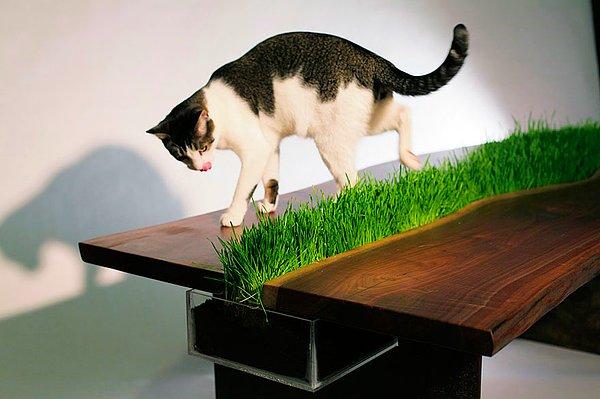 6. Çimenli Kedi Masası