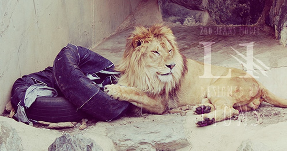 Ayı, Aslan, ve Kaplanla Kot Tasarlamak