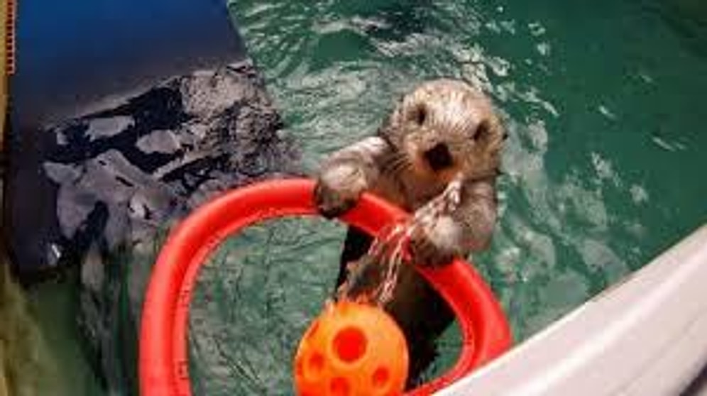 Basketbol Oynayan Su Samuru