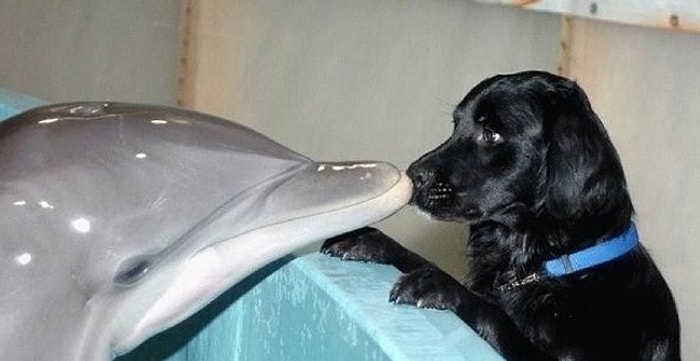 Buruna Pıt Yapma Olayının Hastası Olan 29 Hayvan