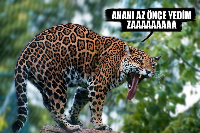 Hayvanlardan Ya Böyle Düşünüyorlarsa Dedirtecek 22 Sözlü Fotoğraf