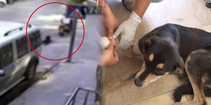 Köpeği Motosiklete Bağlayıp Sürükledi