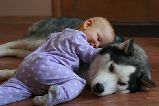 Sevimli Hayvanlar ve Bebekler Bir Araya Gelirse