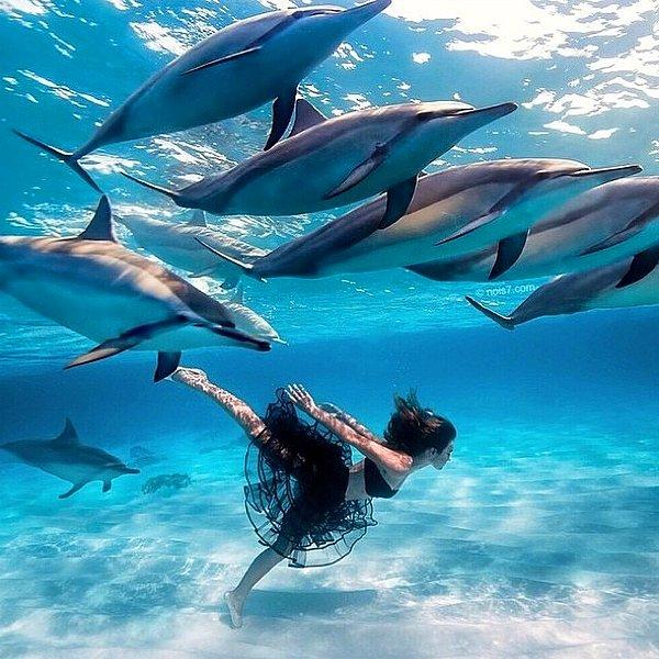 59. Yunuslarla Yüzmek, Bahamalar