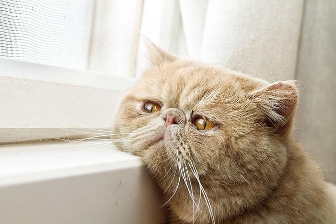 "Kalıbımı Basarım Bu Kedi Depresyonda" Dedirten 15 Kedi