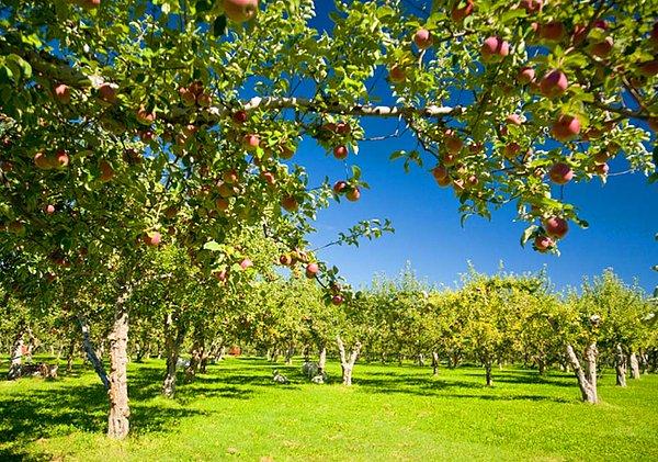 25. Komşunun bahçesindeki ağaçlara tırmanıp meyveleri afiyetle yiyip var gücüyle kaçmaktır